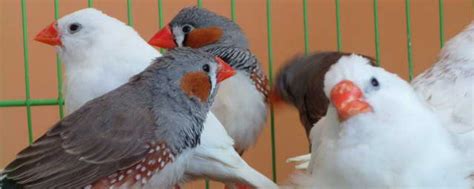 珍珠鳥幼鳥|珍珠鳥怎麼養飼養方法是什麼